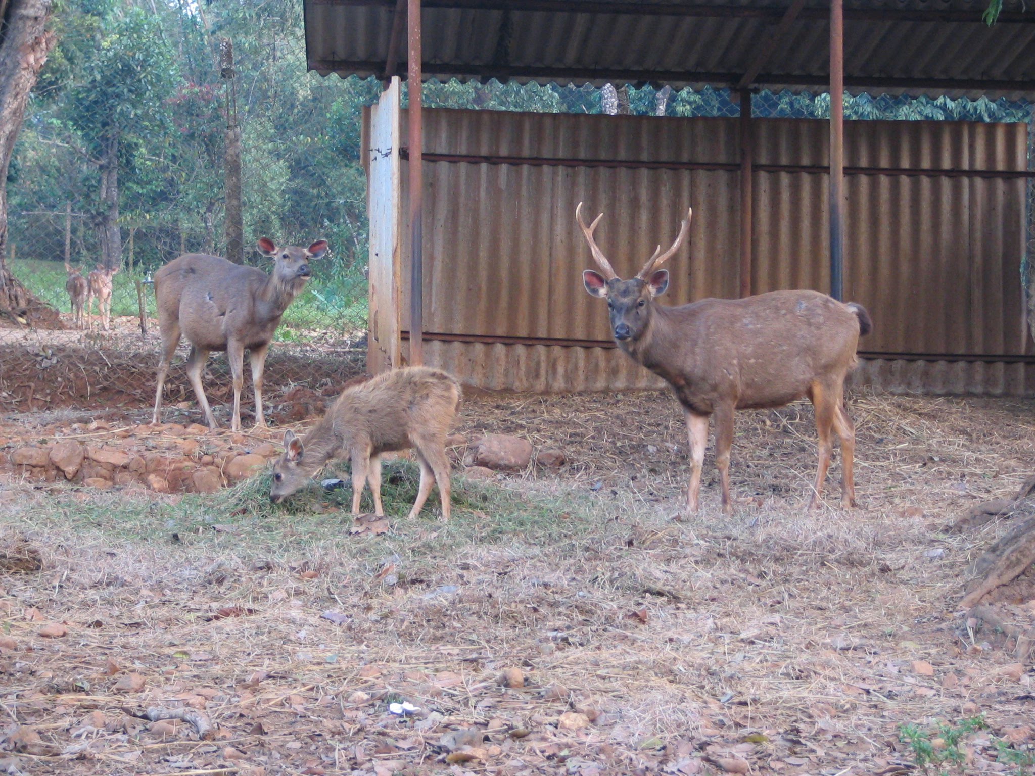 Deer park