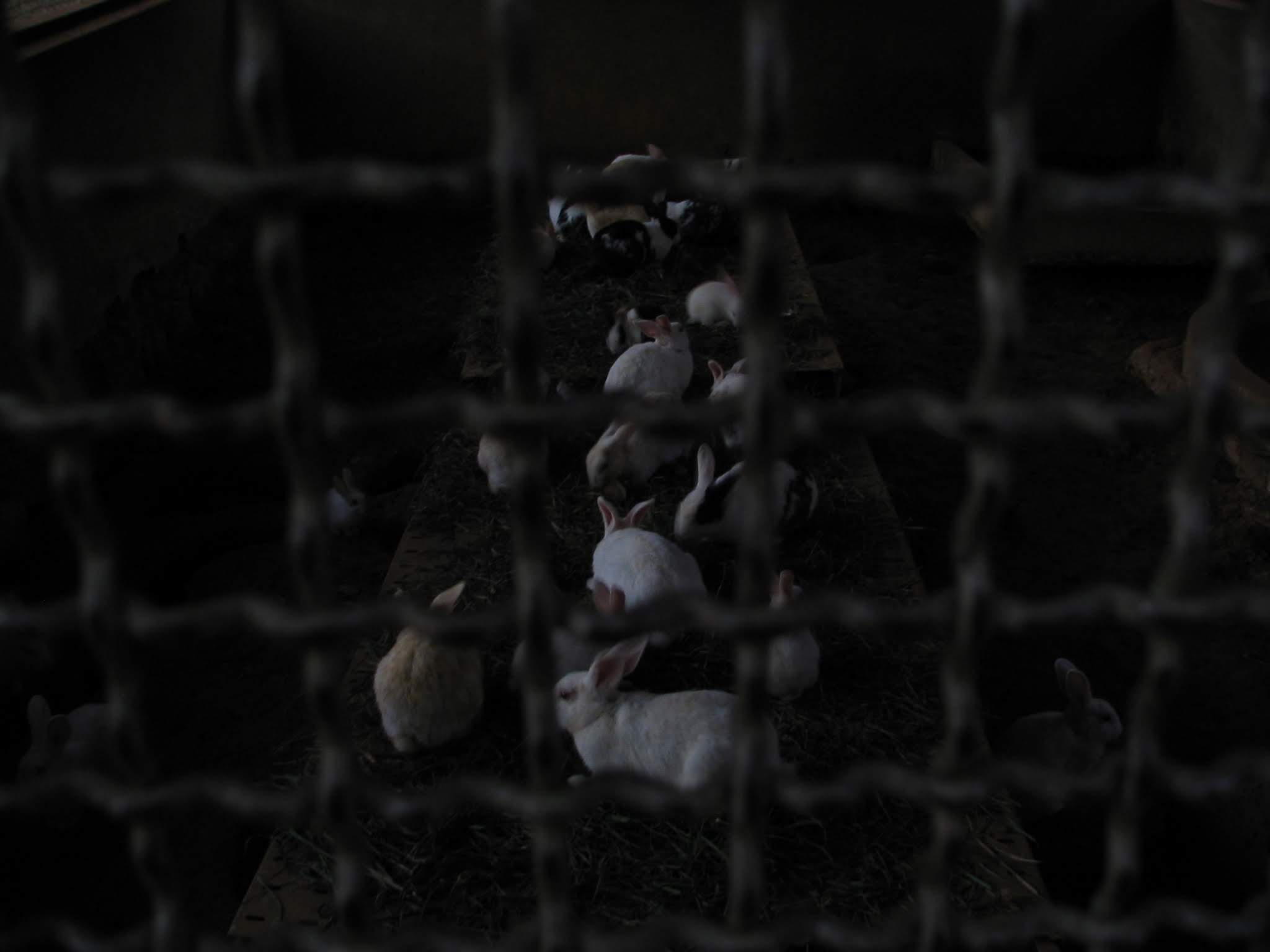 rabbit cage