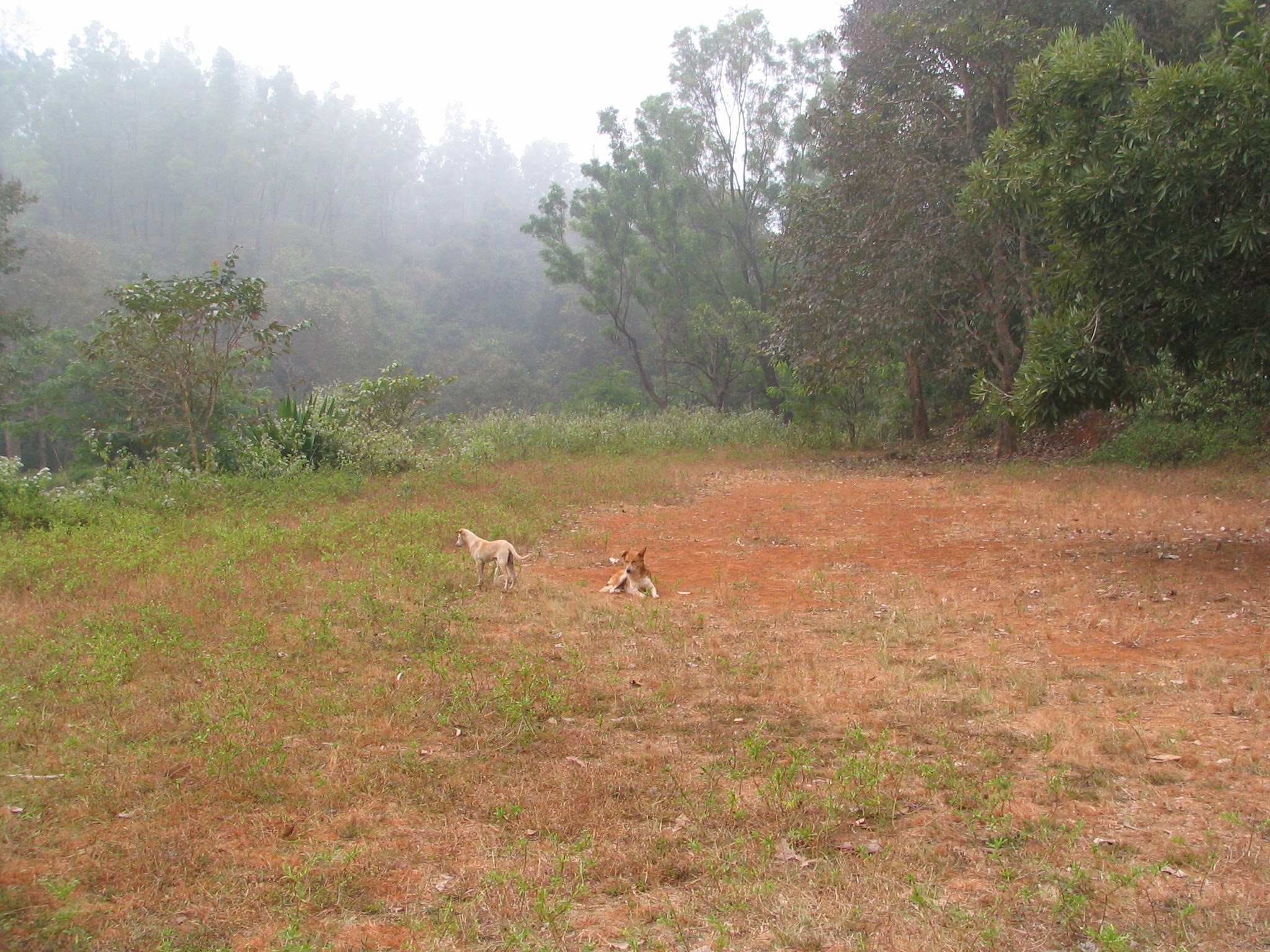 Gone to the dogs