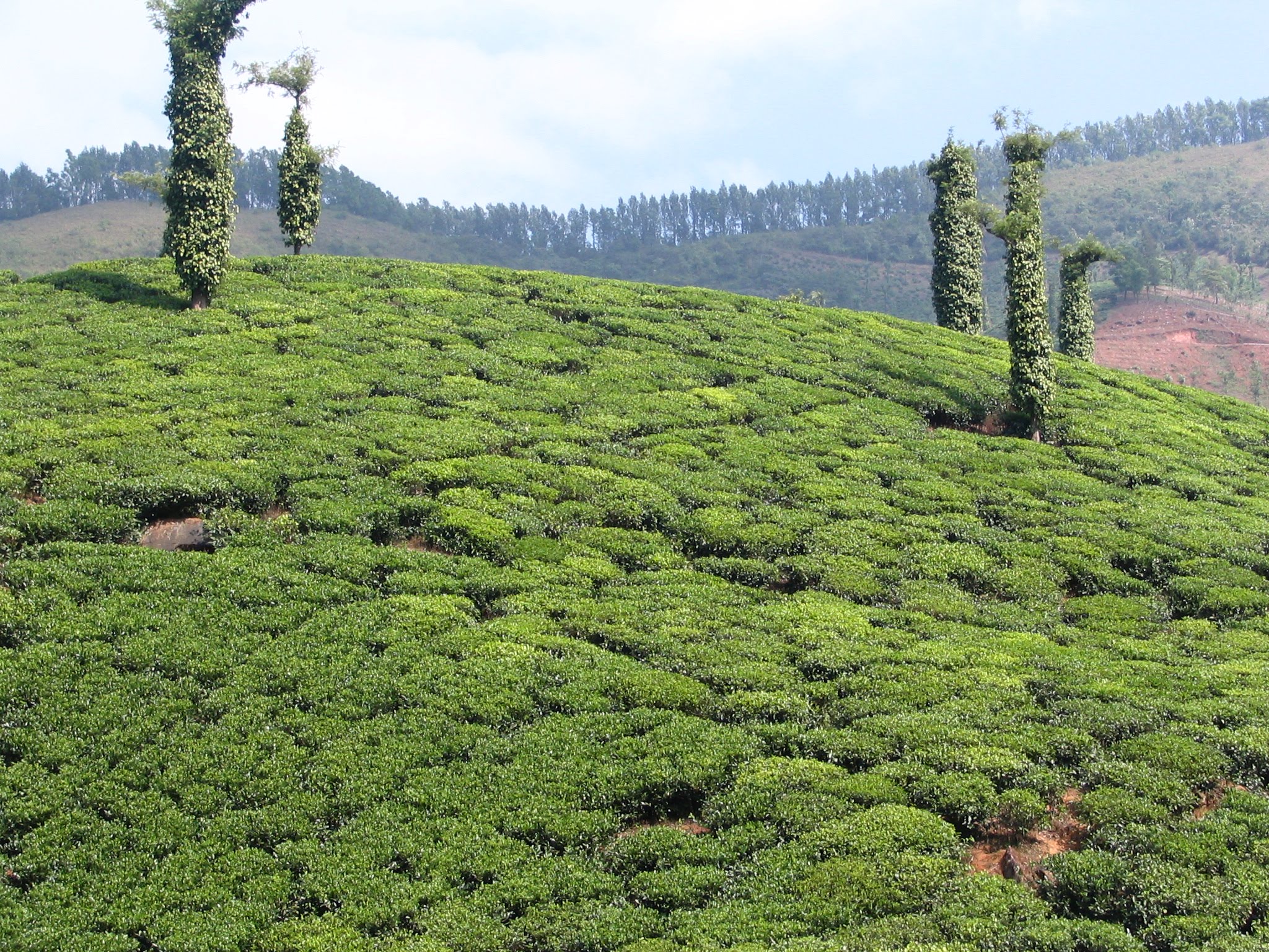 Tea Plantations