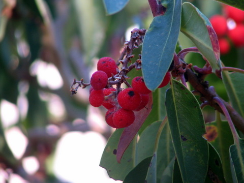 Berries seen on the way to Emory Peak