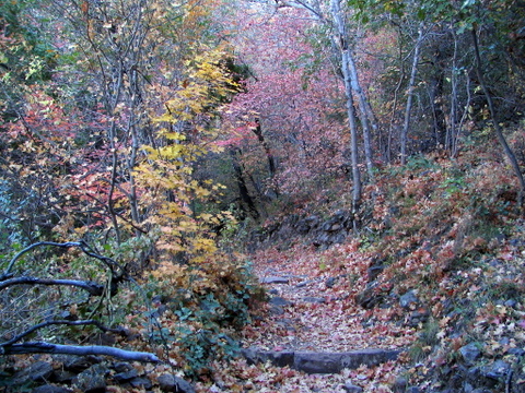 Fall colors enroute to Emory Peak