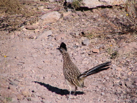 Roadrunner