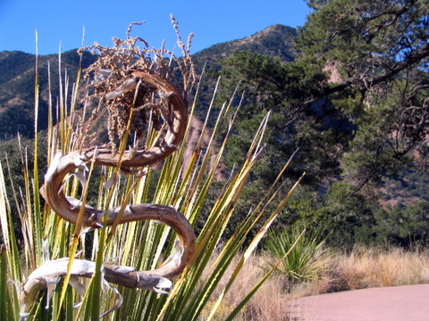 Snaking Plant