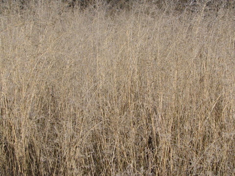 Patch of Brown Grass
